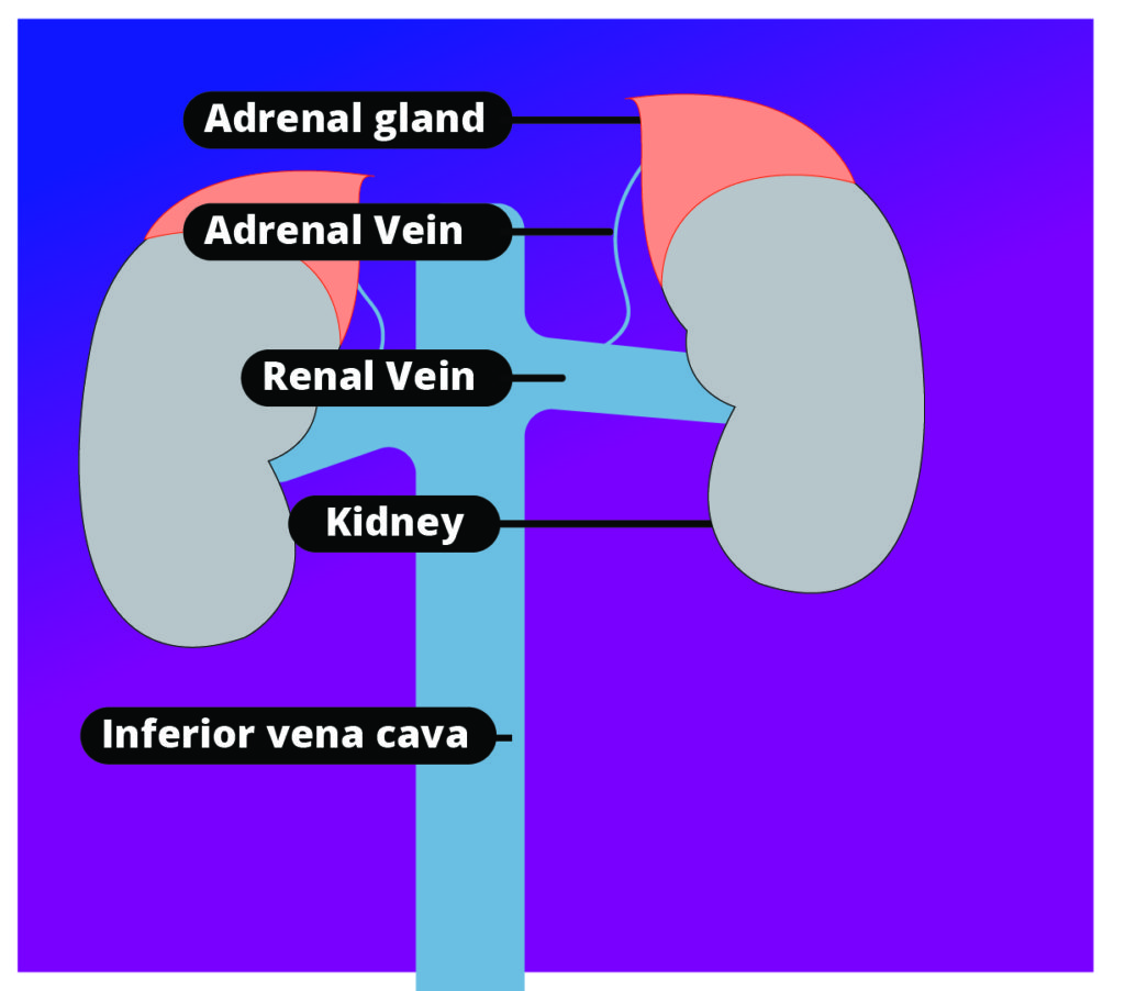 adrenal vein drains to renal vein-01