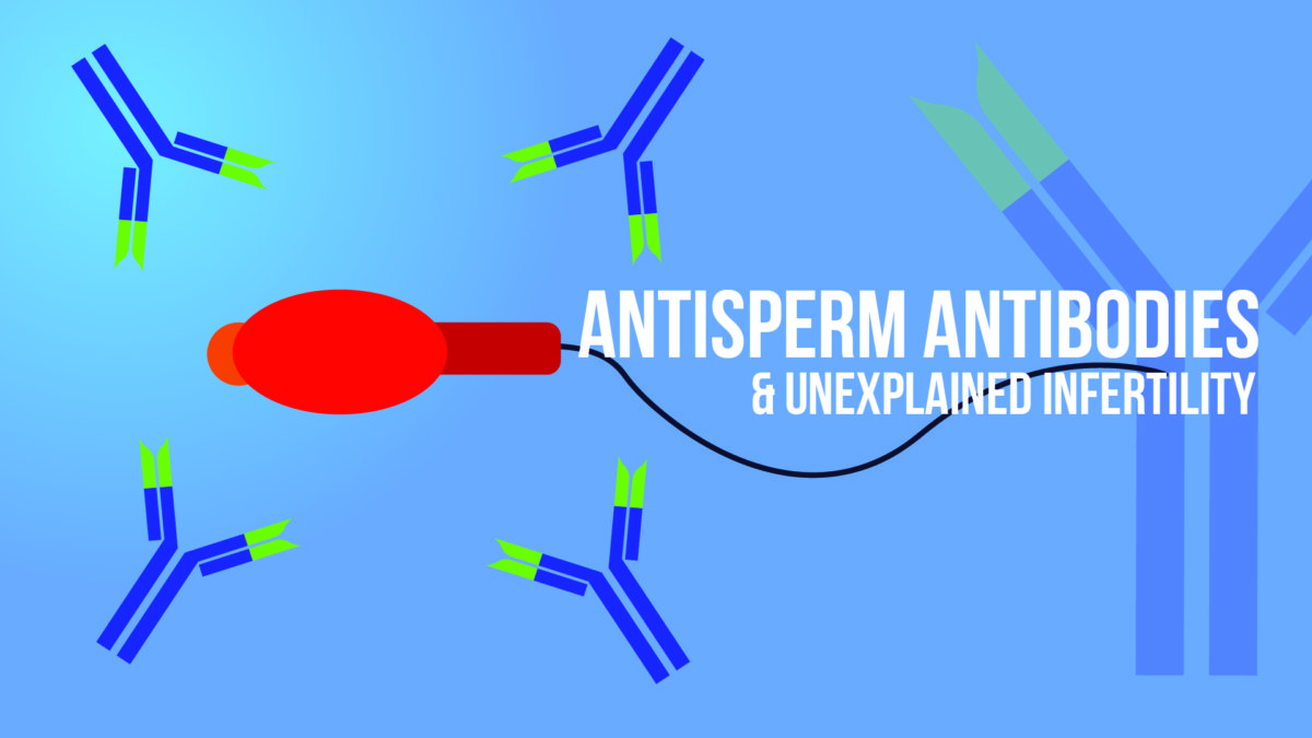 Treating anti sperm antibodies