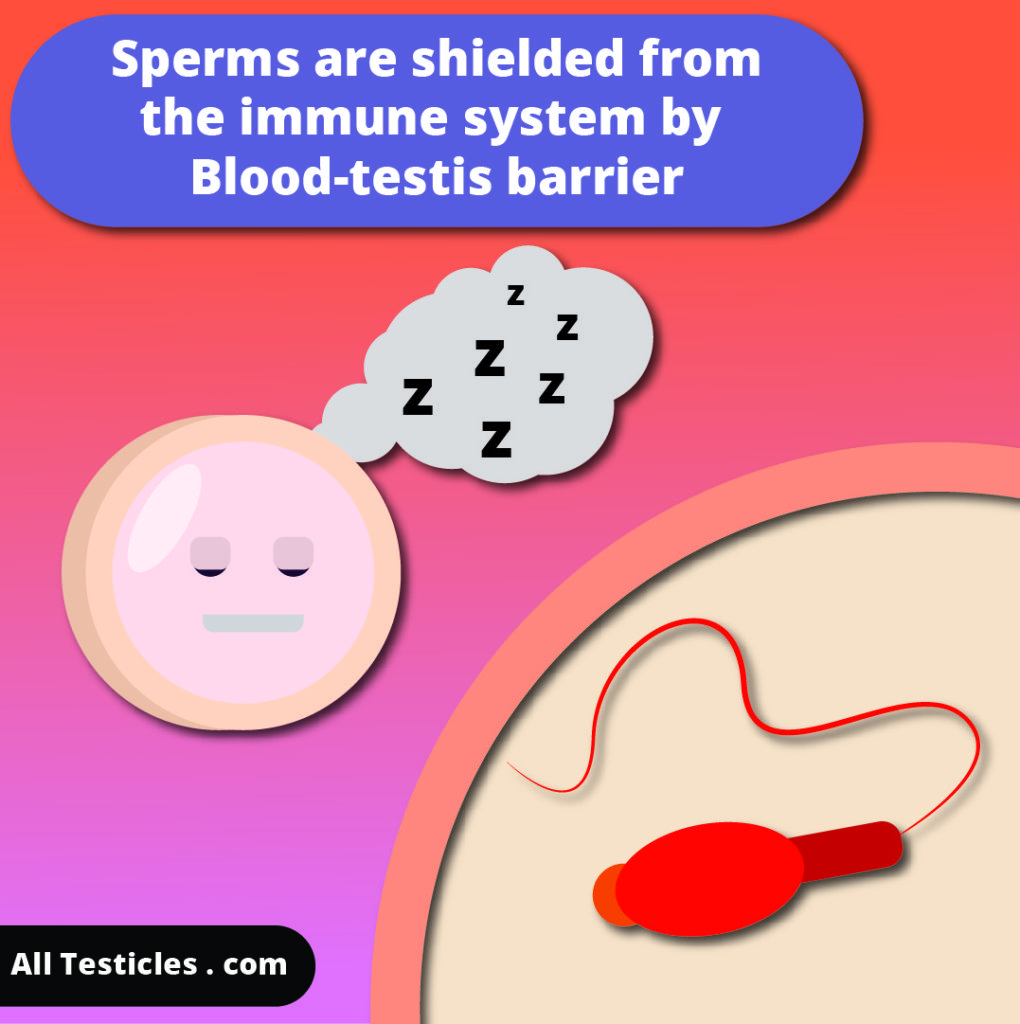 blood testis barrier shields the sperms from lymphocytes