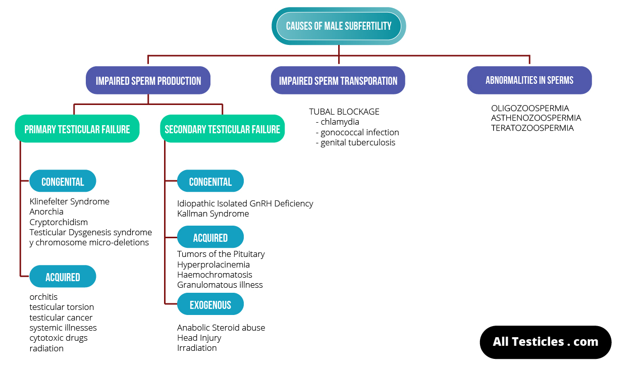Causes Of Infertility In Men Why Men Become Infertile