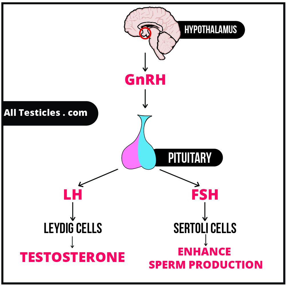 Hypothalamus Pituitary Testis axis- Testosterone axis