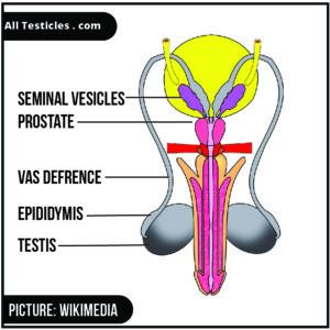 male reproductive organs