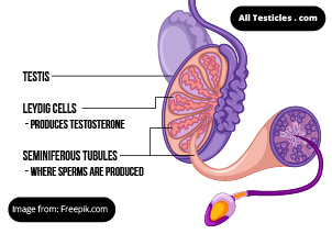 anatomy of the testes