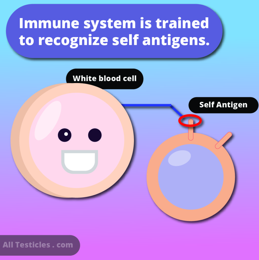white blood cells identify self antigens 