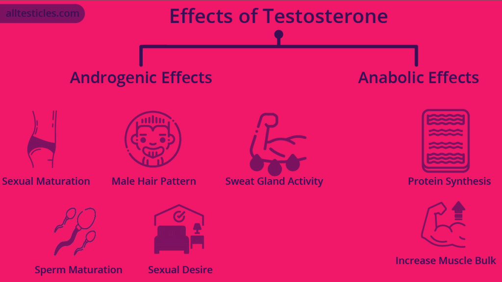 effects of testosterone in body