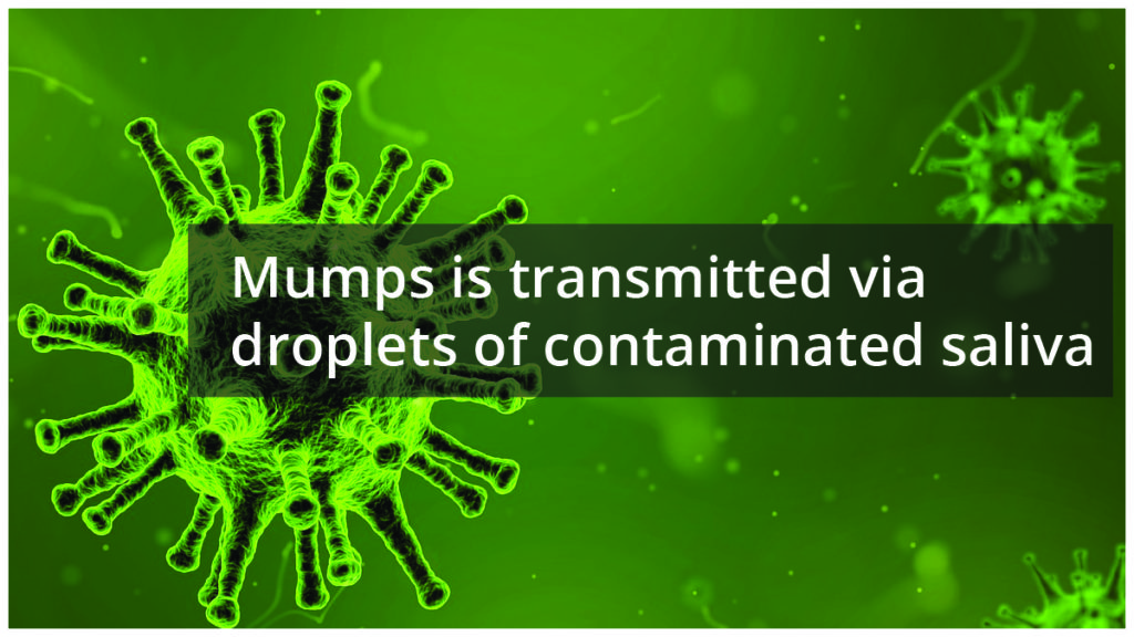 mumps is transmitted via droplets of saliva-01-01